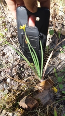 Sisyrinchium schaffneri