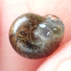 Xerotricha conspurcata