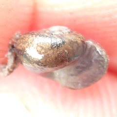 Xerotricha conspurcata