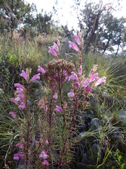 Lamourouxia dasyantha