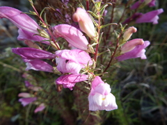 Lamourouxia dasyantha