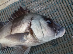Plectorhinchus gibbosus