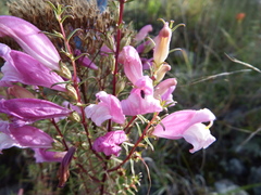 Lamourouxia dasyantha