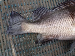 Plectorhinchus gibbosus