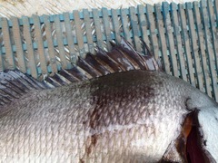 Plectorhinchus gibbosus