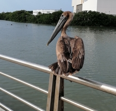 Pelecanus occidentalis