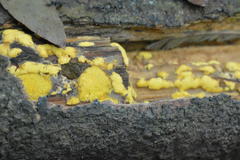 Trichoderma victoriense