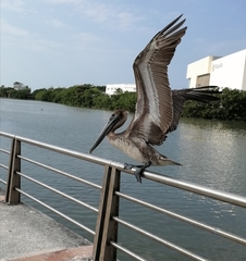 Pelecanus occidentalis