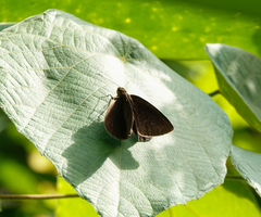 Ancistroides nigrita