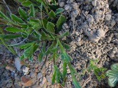 Osteospermum scariosum