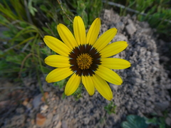 Osteospermum scariosum