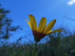 Osteospermum scariosum