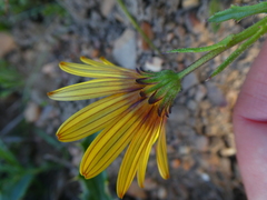 Osteospermum scariosum