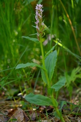 Galearis camtschatica