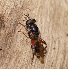 Chalcosyrphus elongatus