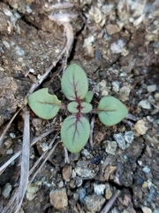 Sairocarpus vexillocalyculatus vexillocalyculatus