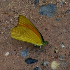 Appias nero