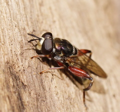 Chalcosyrphus elongatus