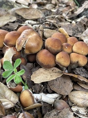 Psathyrella