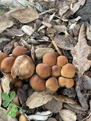 Psathyrella