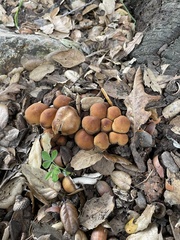 Psathyrella
