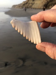 Dallocardia quadragenaria