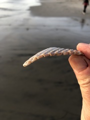 Dallocardia quadragenaria