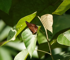 Charaxes psaphon