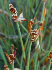Elegia squamosa