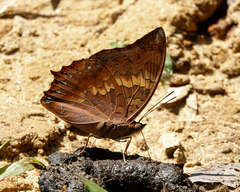 Charaxes psaphon