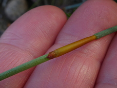 Elegia squamosa