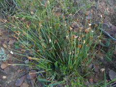 Elegia squamosa