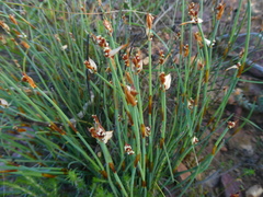 Elegia squamosa