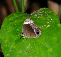 Mycalesis anaxias