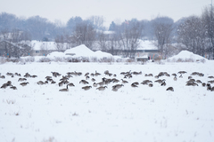Branta canadensis