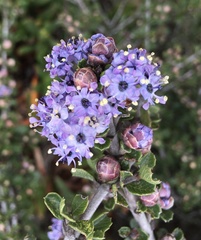 Ceanothus rigidus