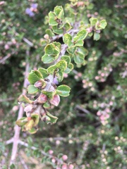Ceanothus rigidus
