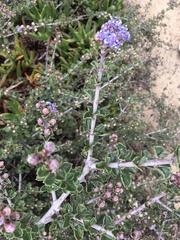 Ceanothus rigidus