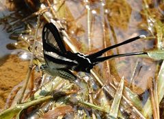 Lamproptera curius curius