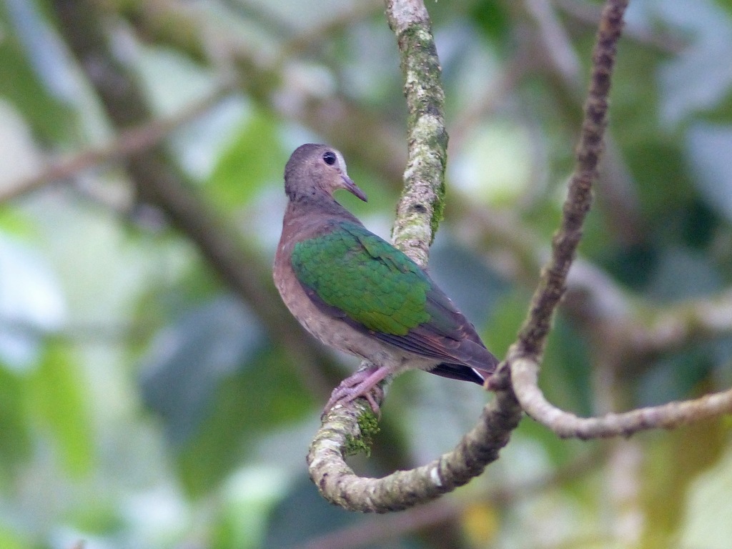 Grey-capped Emerald Dove