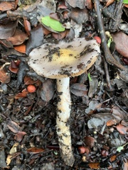 Cortinarius cylindripes