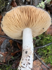 Cortinarius cylindripes