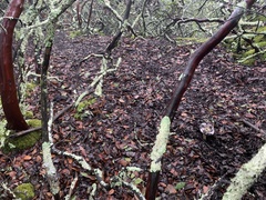 Cortinarius cylindripes