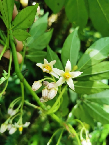 Solanum ternatum
