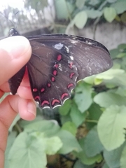 Papilio menatius victorinus