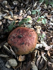 Butyriboletus querciregius