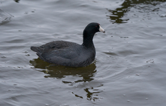 Fulica americana