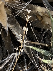 Delphinium parishii subglobosum