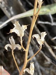 Delphinium parishii subglobosum