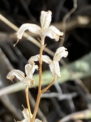 Delphinium parishii subglobosum